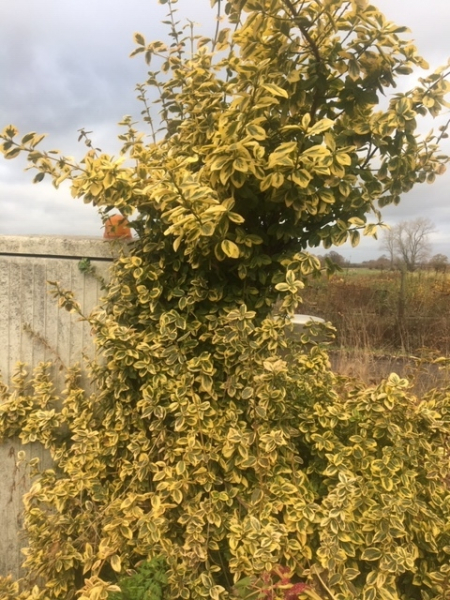 Gelbbunter Spindelstrauch (Euonymus fortunei "Emerald'n Gold") im Container